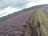 Cannock Chase Ride